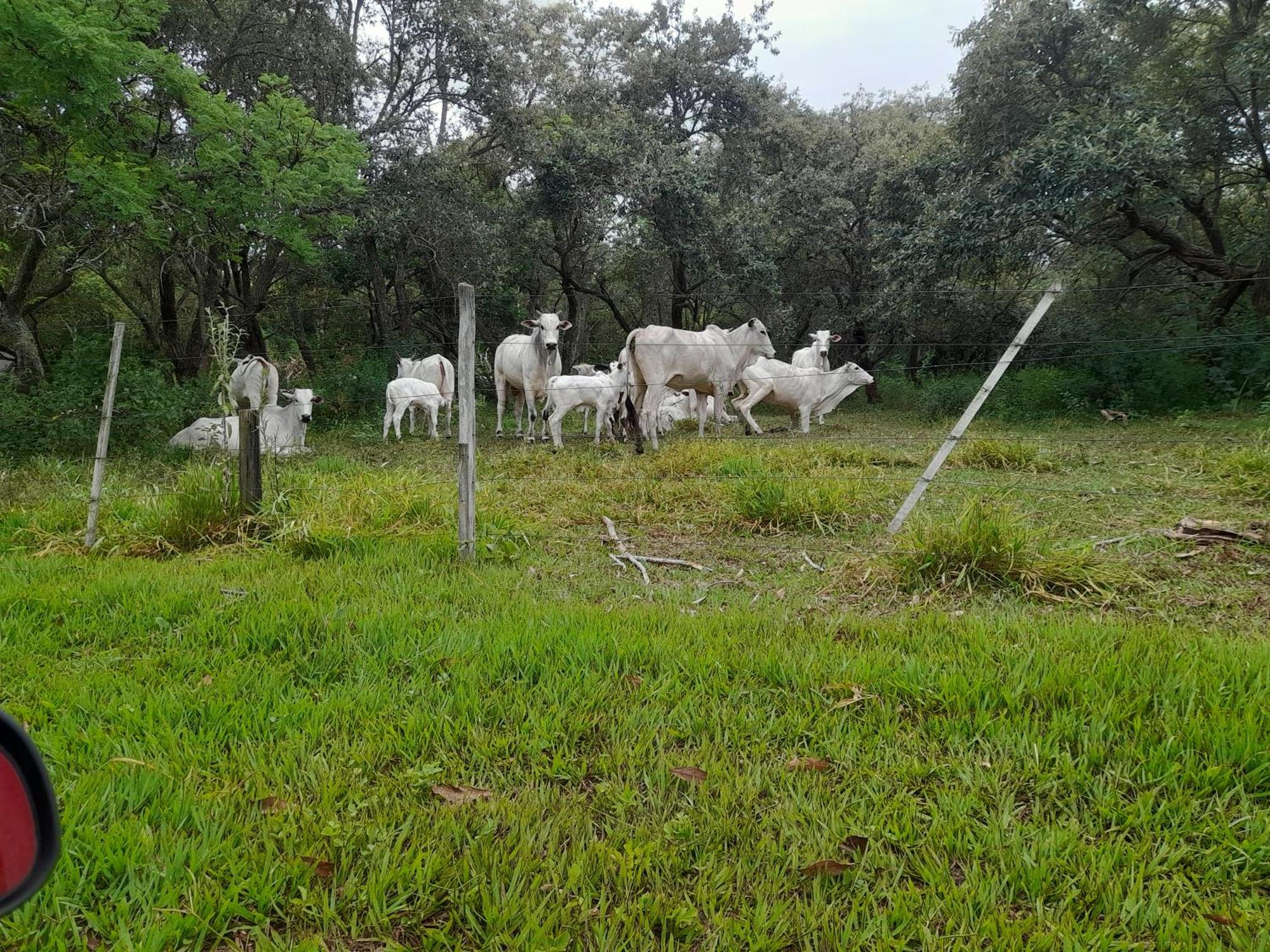 Hotel Fazenda Recanto Do Monte Alegre Piraju Ngoại thất bức ảnh